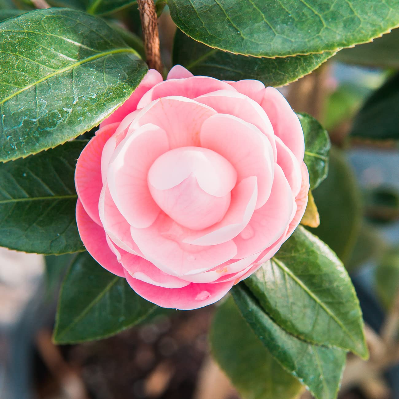 Amazon.com : Perfect Plants Pink Perfection Camellia Live Plant, 3